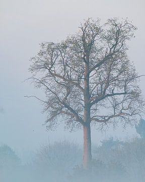 Eenzame boom van Lieven Lema