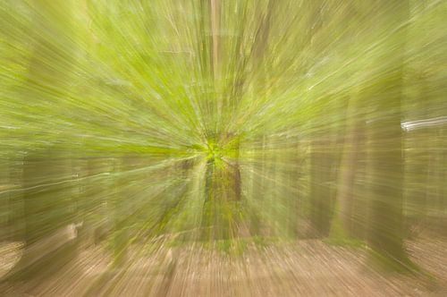 Abstract forest - radial movement