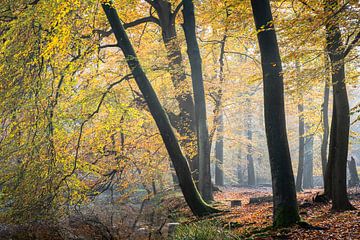 Couleurs d'automne des arbres à la lumière du soleil sur Erwin Pilon