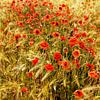 Poppies in the barley field by Ralf Lehmann