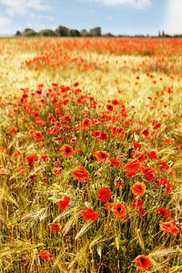 Mohnblüten im Gerstenfeld von Ralf Lehmann