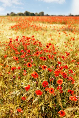 Poppies in the barley field