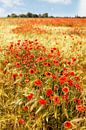 Mohnblüten im Gerstenfeld von Ralf Lehmann Miniaturansicht