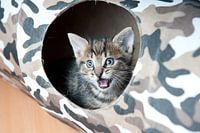 Kitten open mouth