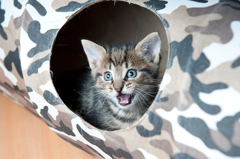 Kitten open mouth by Rene du Chatenier