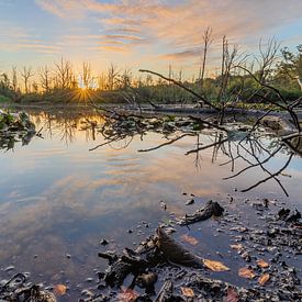Sunrise at swamp De Zeezuiper in Bergen op Zoom by Rick van Geel