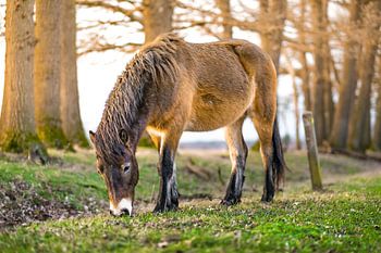 Esmoorpony in relax stand in de weide