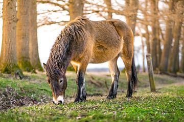 Esmoor-Pony in Ruhestellung auf der Wiese von Marc van den Elzen