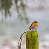 Robin in winter scene by ton vogels