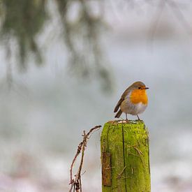 Robin in winter scene by ton vogels