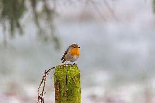 Robin in winter scene