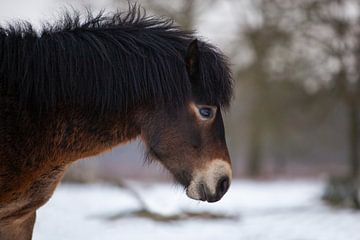 Exmoor pony by Special Moments MvL