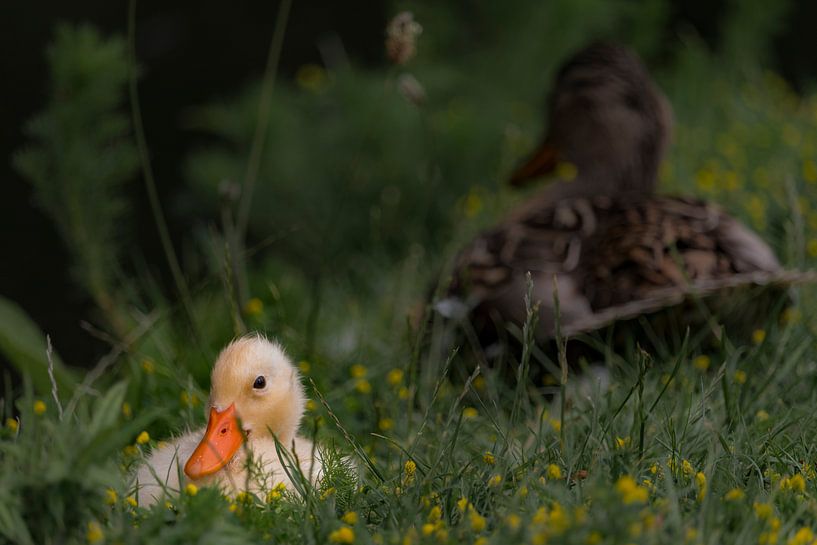 Ducks in the grass by RoffaPics