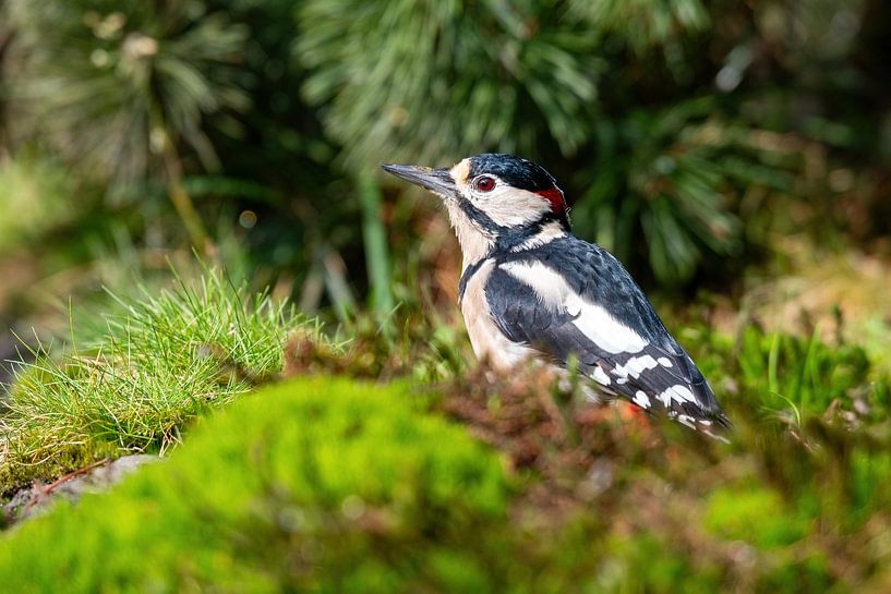 The great spotted woodpecker in the grass by Merijn Loch