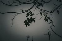 Shadows and Silence