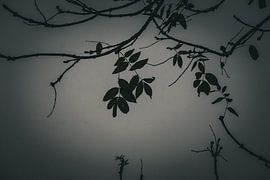 Schatten und Stille von Ilona Water