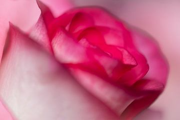 Prachtige close-up van een roze roos. van Gianni Argese