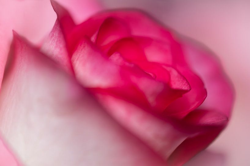Beautiful close-up of a pink rose. by Gianni Argese