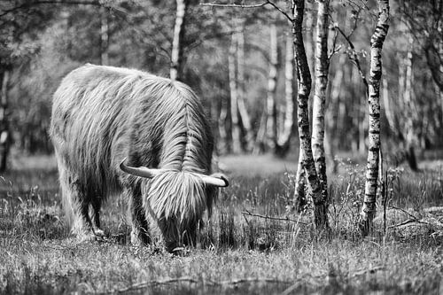 Grazende Schotse Hooglander in het bos!