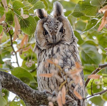 Hibou sur la branche sur natascha verbij