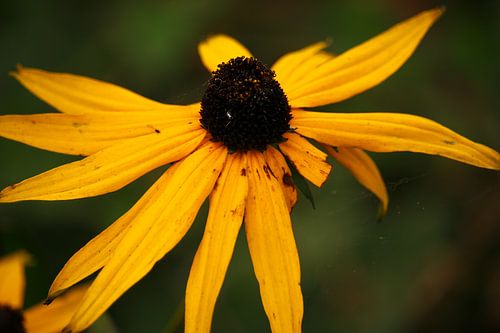 Gelbe Blume in Irland von Laura ter Horst