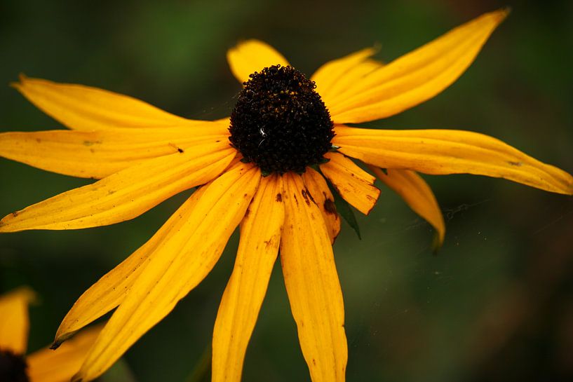 Gelbe Blume in Irland von Laura ter Horst