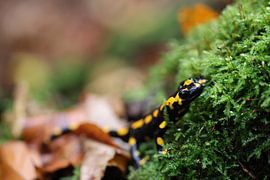 Vuursalamander (Salamandra salamandra) Duitsland