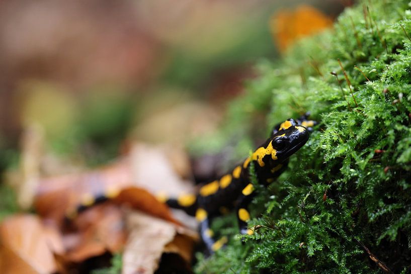 Fire Salamander (Salamandra salamandra)  Germany von Frank Fichtmüller