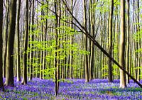 Colorful Hallerbos