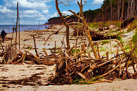 Wilder Darßer Weststrand - Darßwald trifft Meer