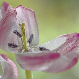 Open  roze witten tulp van Bianca Muntinga