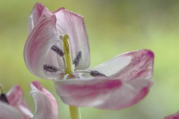 Open  roze witten tulp van Bianca Muntinga