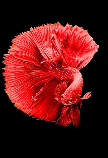 Ornamental fish by Truckpowerr