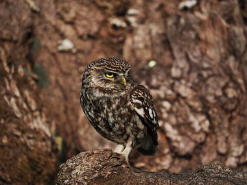 Little owl in a large hollow of a tree stump