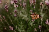 Schmetterling