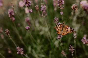 Schmetterling