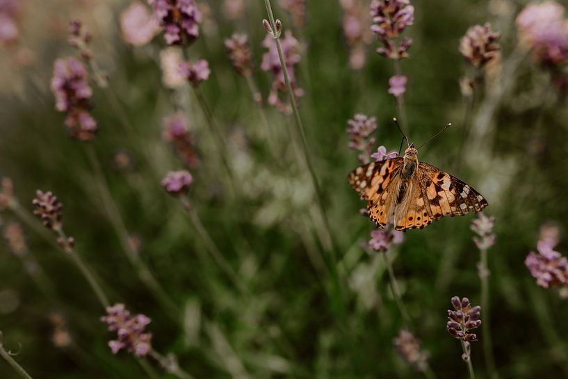 Vlinder op lavendel van Samantha Degens