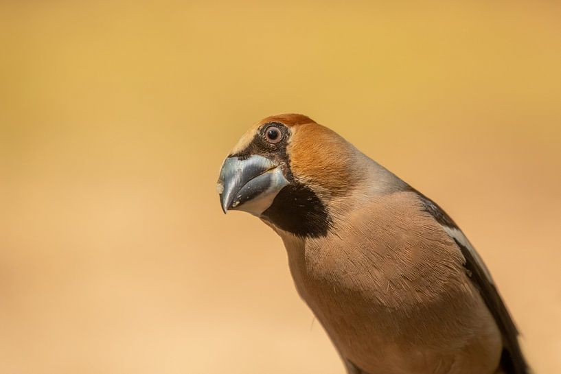 Apple finch, peekaboo by Tanja van Beuningen