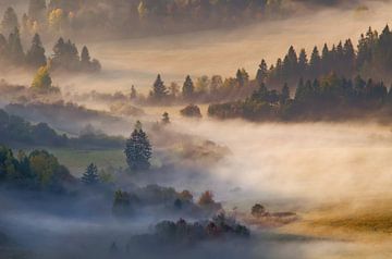 Misty morning van Wojciech Kruczynski
