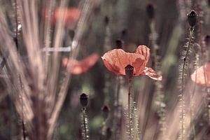 Mohnblumenfeld