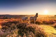 Le lever du soleil d'or, les chevaux et violet bruyère ..wow! par Hans Brinkel Aperçu
