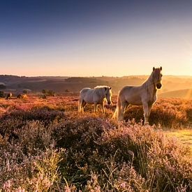 Le lever du soleil d'or, les chevaux et violet bruyère ..wow! sur Hans Brinkel