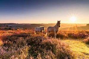 Le lever du soleil d'or, les chevaux et violet bruyère ..wow! sur Hans Brinkel