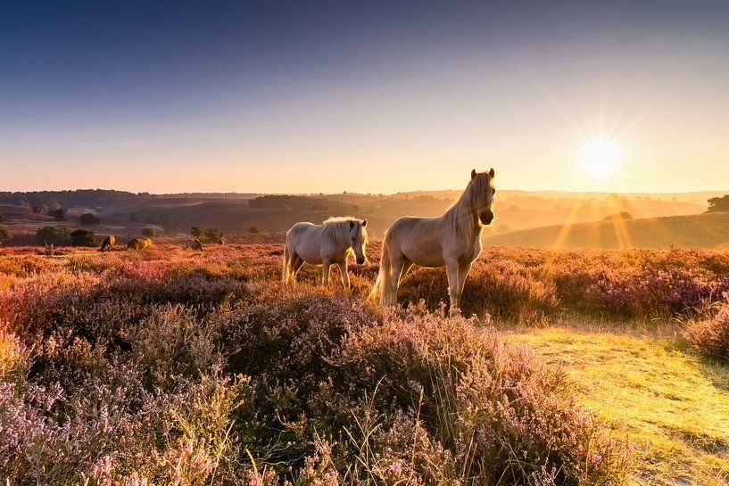 Le lever du soleil d'or, les chevaux et violet bruyère ..wow! par Hans Brinkel