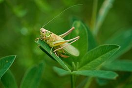 Locust by Karin Jähne