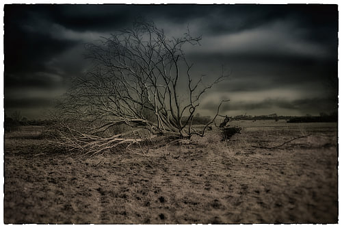 Fallen tree
