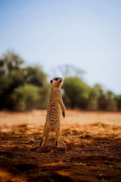 Erdmännchen in der Kalahari von Namibia, Afrika von Patrick Groß