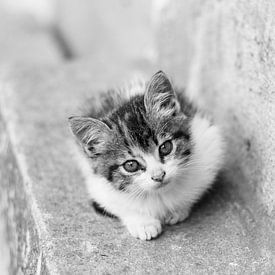 Kitten in Ecuador van Marjolein Boers