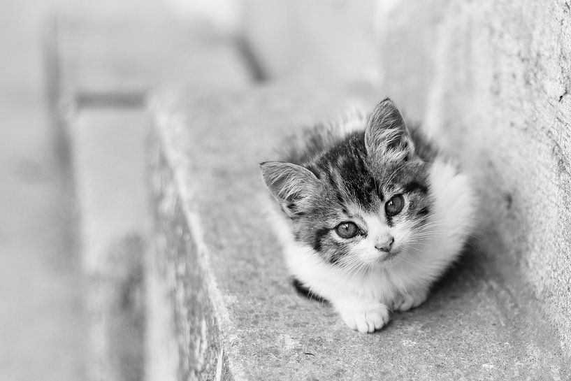 Kitten in Ecuador van Marjolein Boers