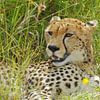 Cheetah   of Jachtluipaard van Peter Zwitser
